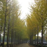 紅葉＠つくば万博記念公園