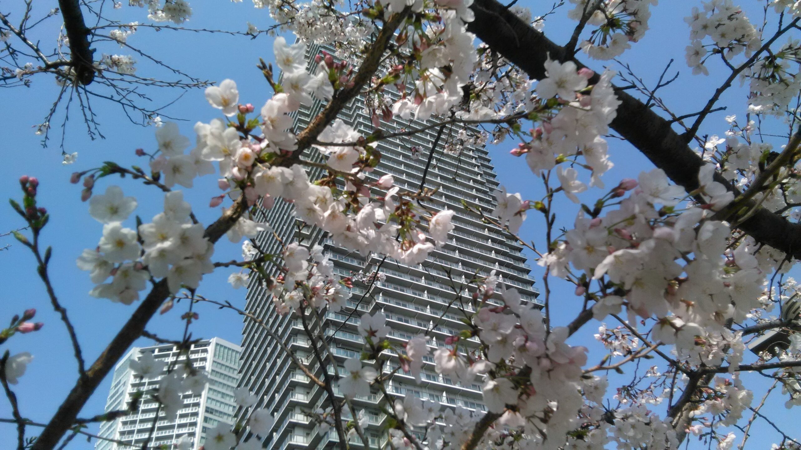 桜が咲き始めました