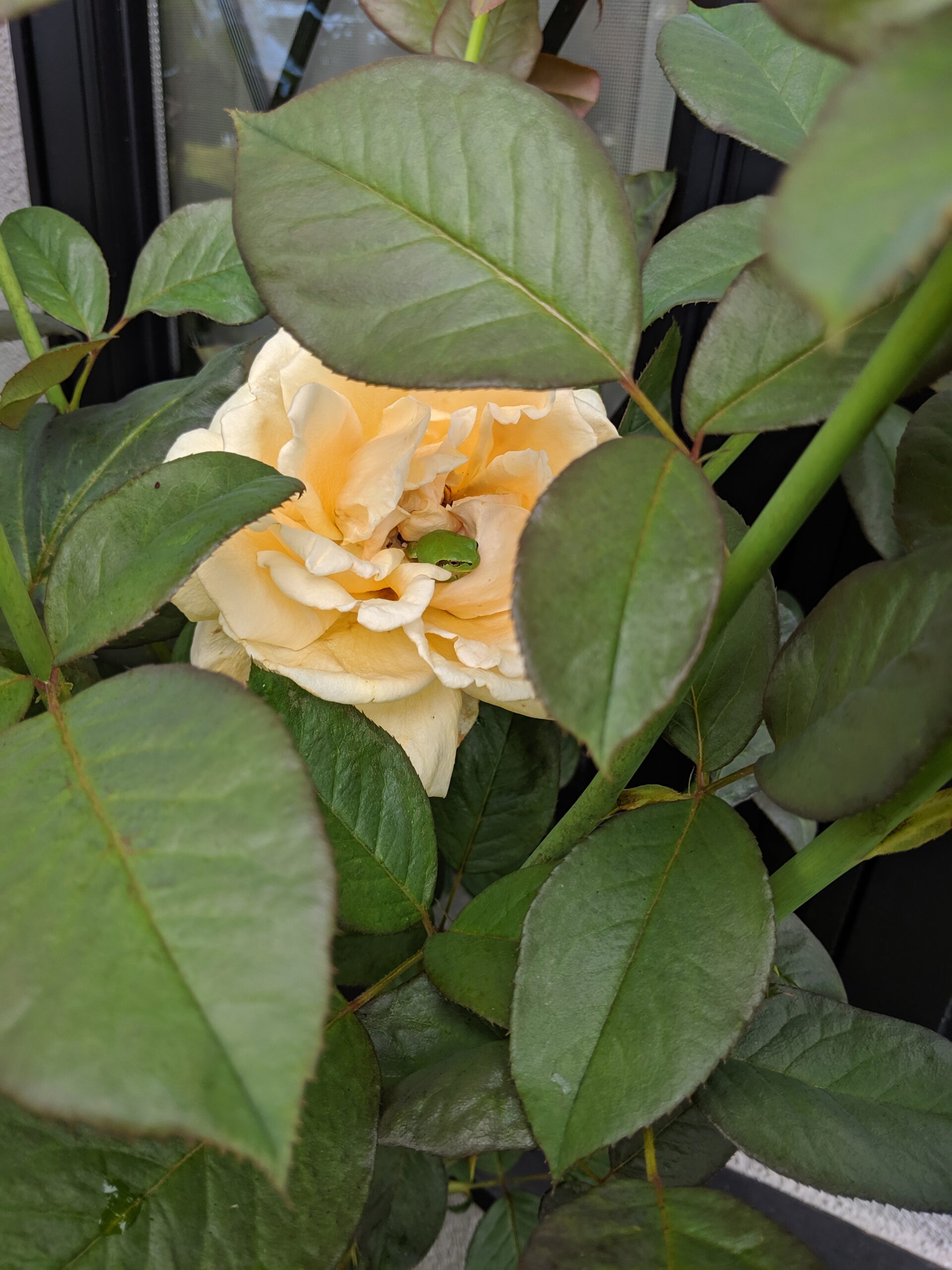 梅雨の合間にパチリ