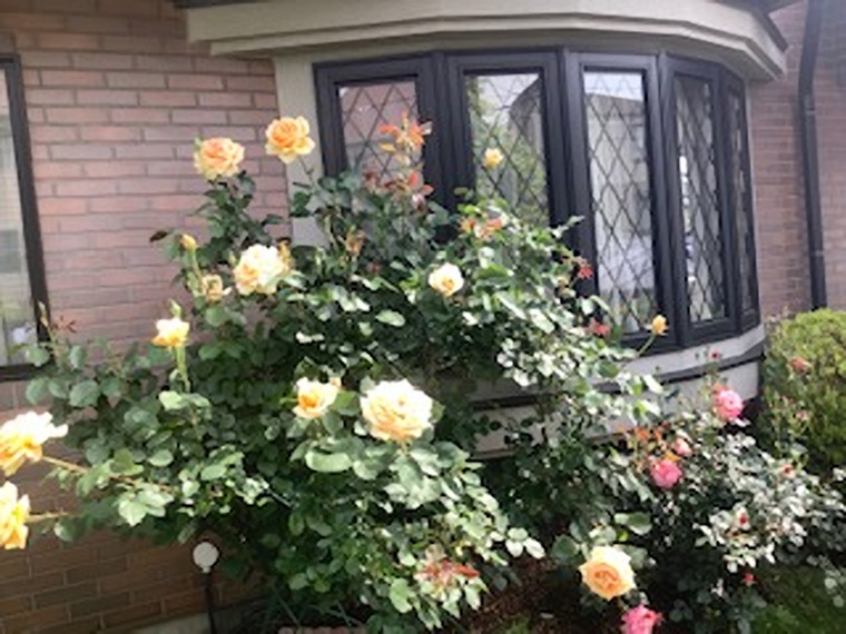 事務所前のバラの花が満開。