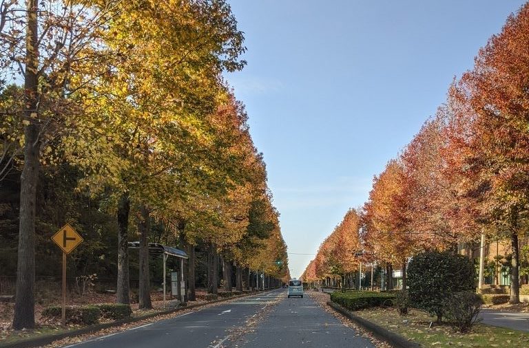 つくばの紅葉に染まる街路樹並木