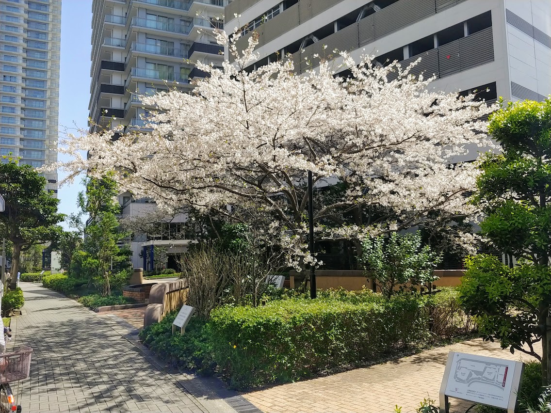 都内は桜ももう終わり頃