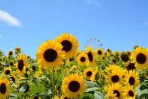 夏季休業のお知らせ